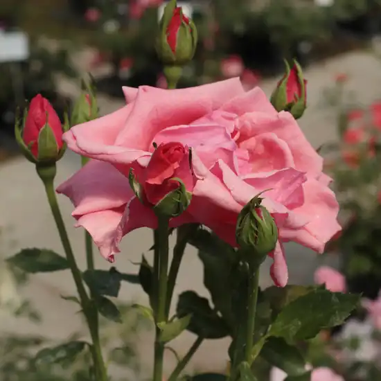 Carmin - roz - trandafir teahibrid